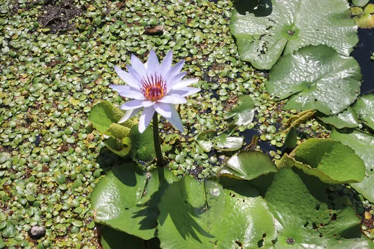 动物运动会直播